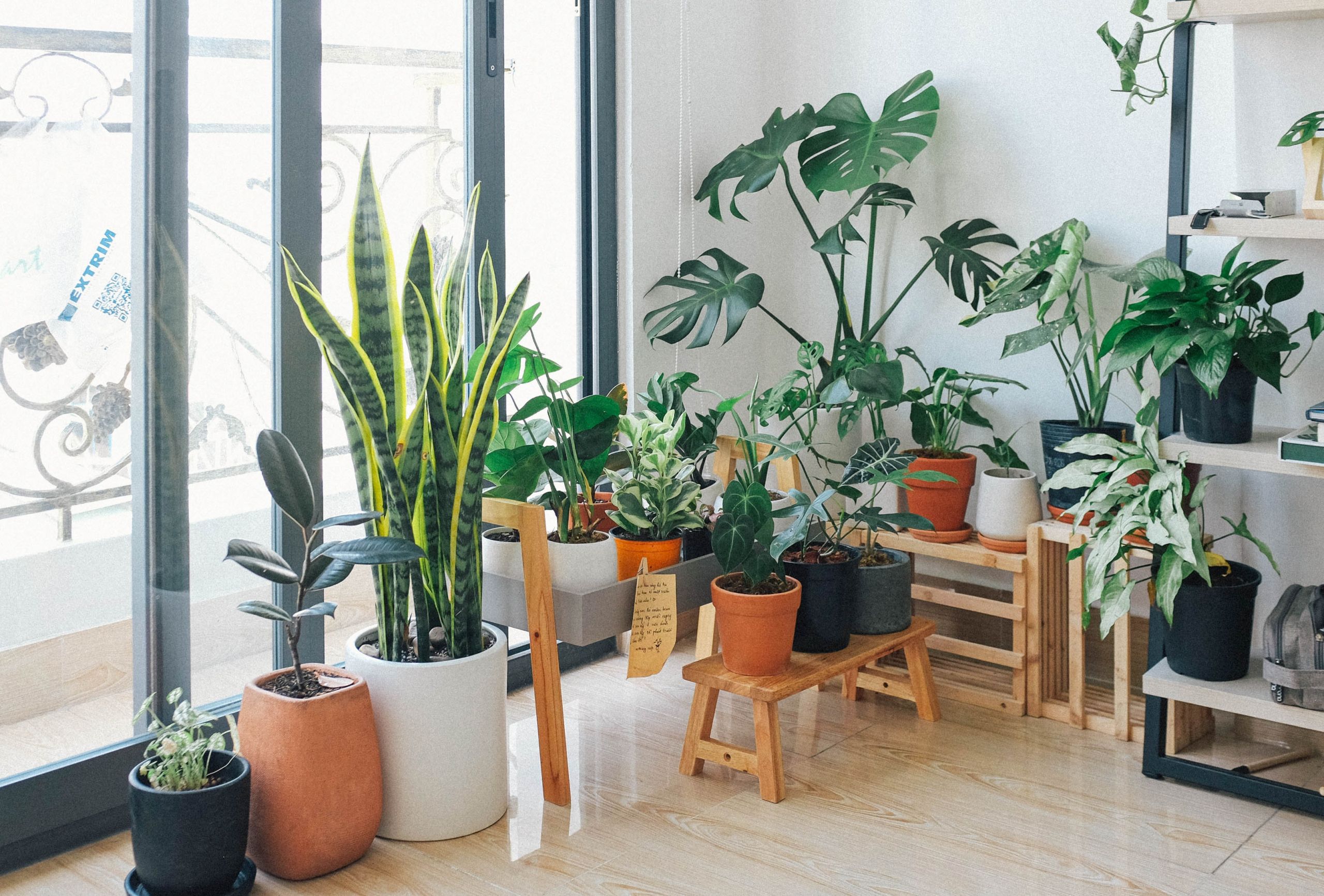 Back to nature – nenáročné rastliny do interiéru